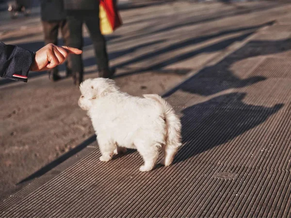 adorable dog outside at day time