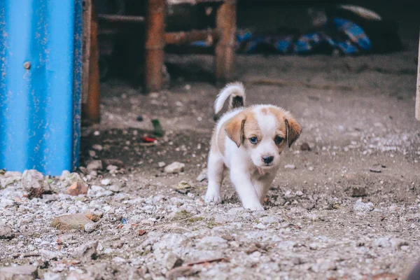 Adorable Perro Fuera Día — Foto de Stock