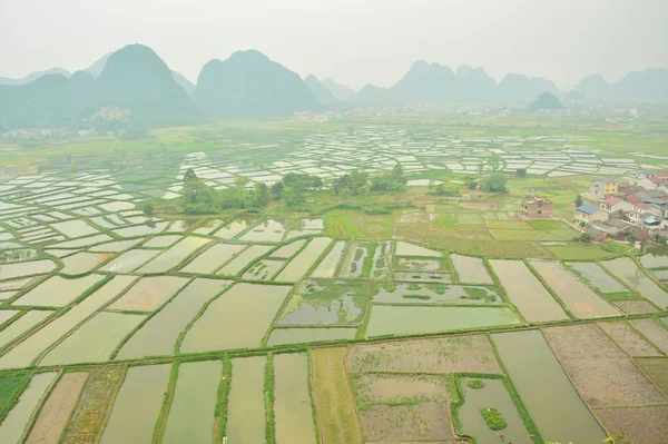 Green rice fields in rural area