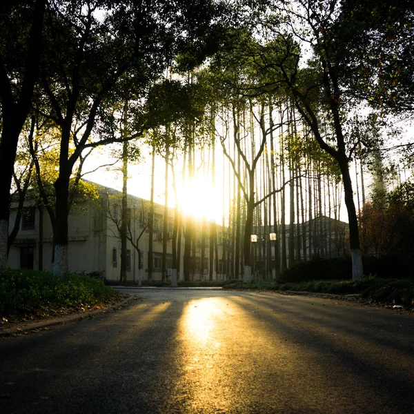 Camino Con Sol Parque — Foto de Stock