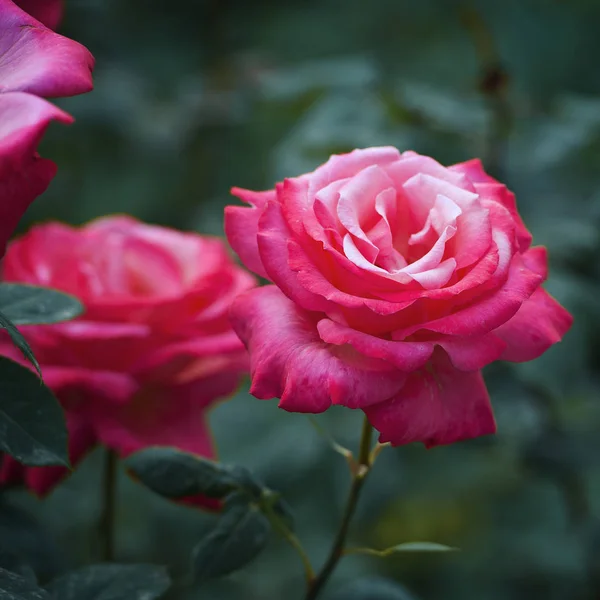 Primer Plano Hermosas Flores Rosas Flor — Foto de Stock