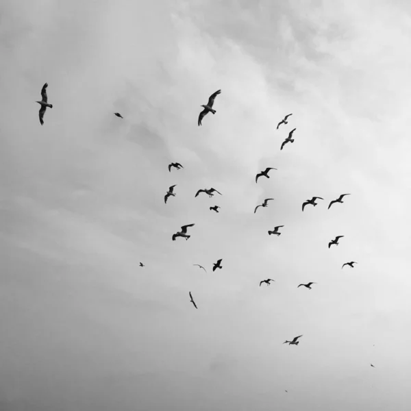 birds flying in sky, nature fauna