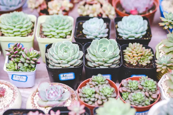 Cactus Suculento Una Olla — Foto de Stock