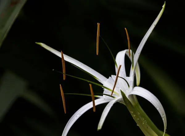 Hermosa Flor Flor Primavera — Foto de Stock