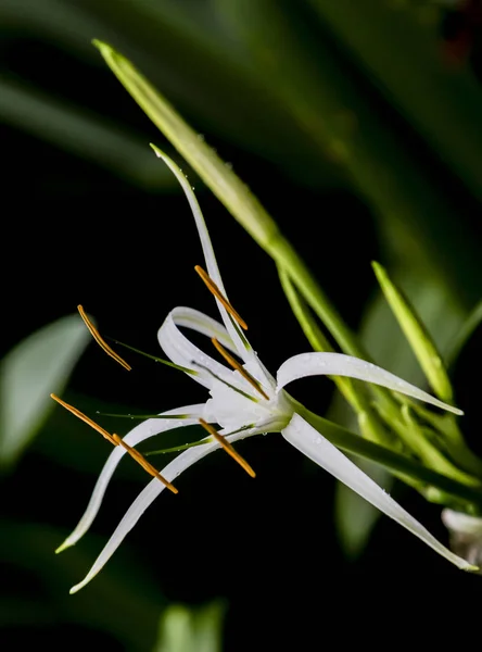 Rama Una Flor Roja — Foto de Stock