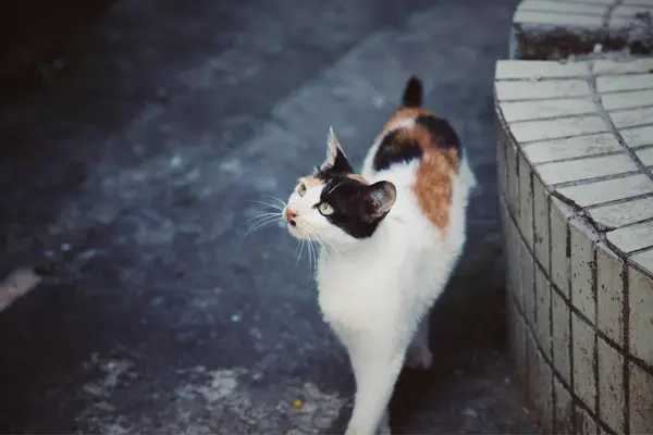 adorable domestic pet cat