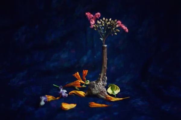 still life with fish and flowers