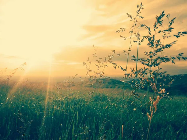 Hermoso Atardecer Bosque — Foto de Stock