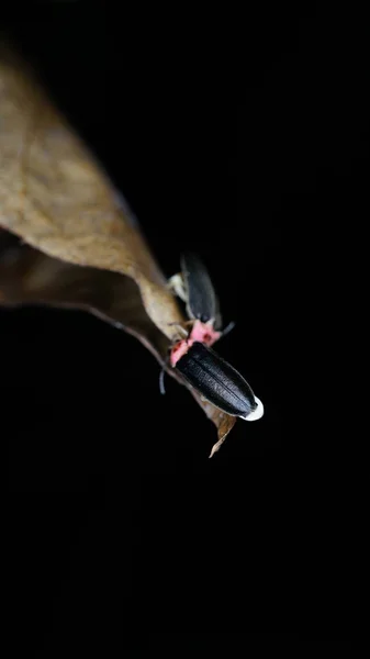 Una Pequeña Mosca Roja Una Rama — Foto de Stock