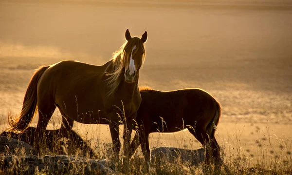 equine animal, horse mammal