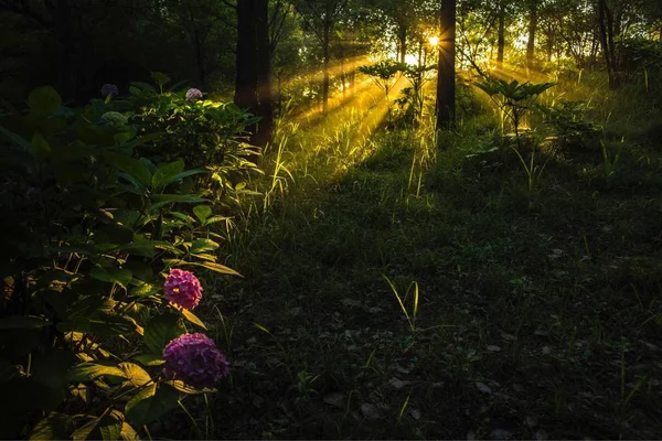 beautiful landscape of the sun in the forest