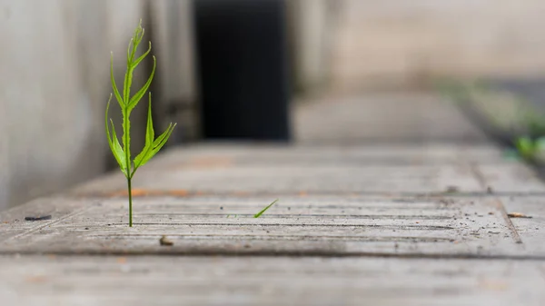 绿色植物生长 自然植物 — 图库照片