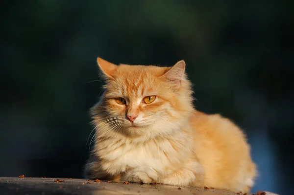 adorable domestic pet cat