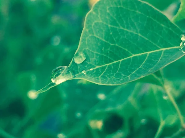 Foglia Verde Flora Fogliare Gocciolina — Foto Stock