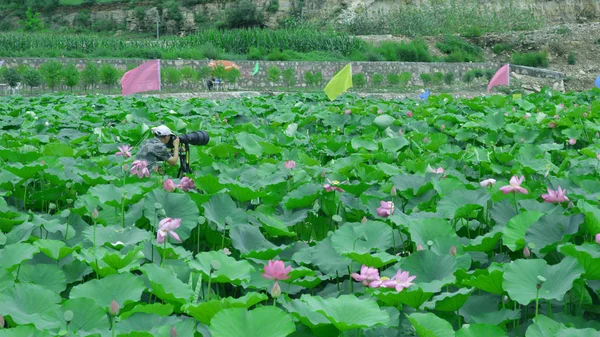 Hermoso Plano Botánico Fondo Pantalla Natural — Foto de Stock