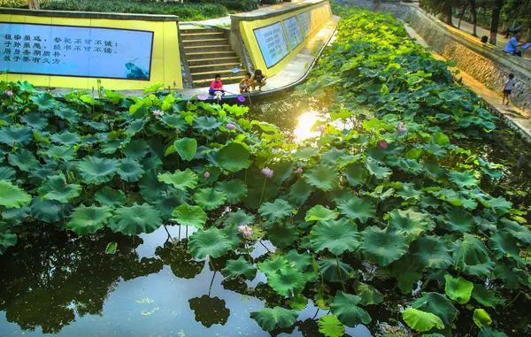 Invernadero Con Una Gran Planta Jardín — Foto de Stock