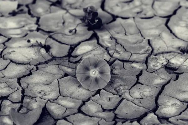 砂漠で地球を砕き — ストック写真