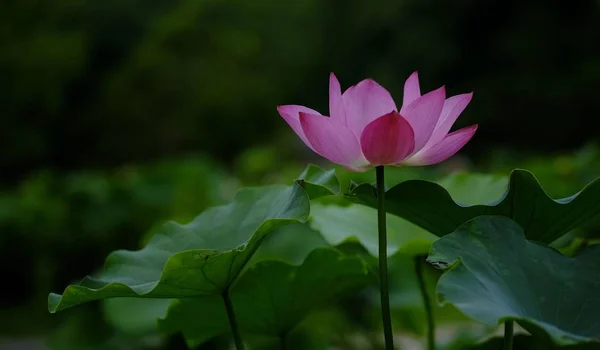 Bela Flor Lótus Durante Época Floração — Fotografia de Stock