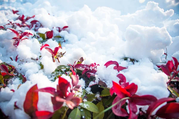 beautiful winter flowers background