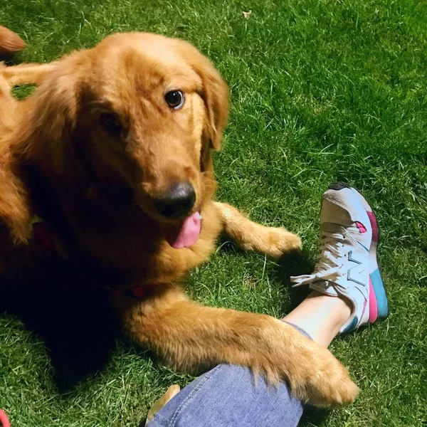 adorable dog outside at day time