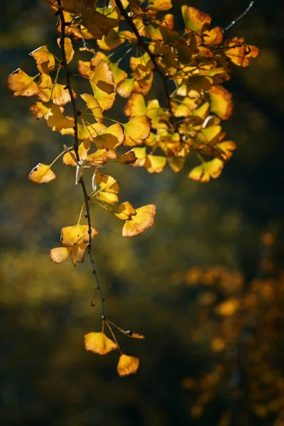 autumn leaves in forest, flora