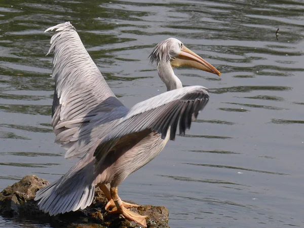 Pélican Blanc Dans Eau — Photo