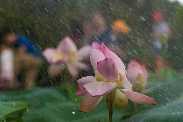 lotus flower during rain