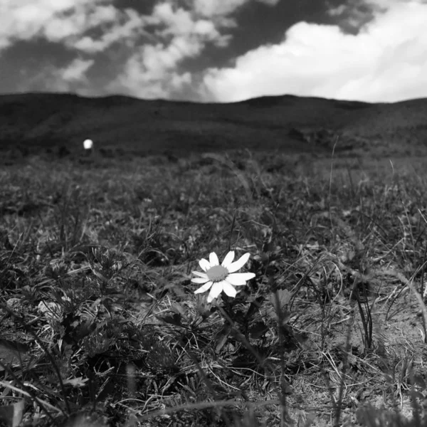 black and white photo of a field of flowers