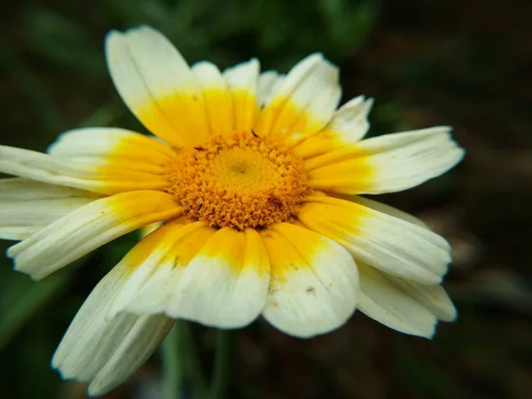 Ayrıntı Görünümü Çiçek — Stok fotoğraf