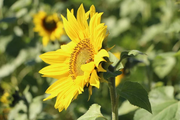 Close Van Bloeiende Zonnebloem Dag Tijd — Stockfoto