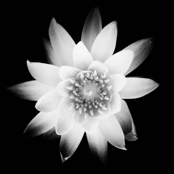 Water lily flower in black and white