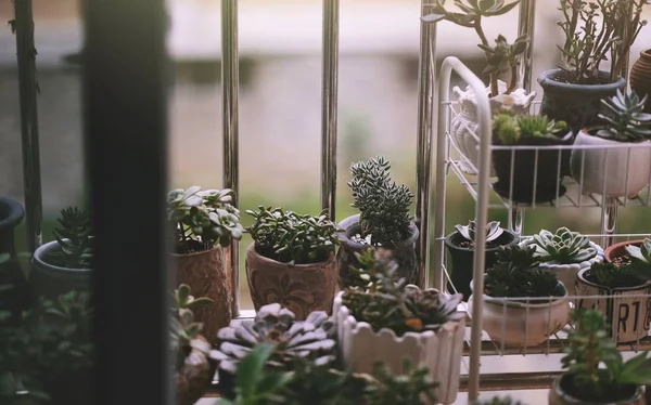 Hermoso Plano Botánico Fondo Pantalla Natural — Foto de Stock