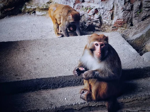 Mono Zoológico — Foto de Stock