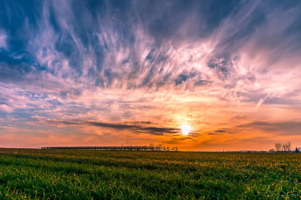 Hermoso Plano Botánico Fondo Pantalla Natural — Foto de Stock