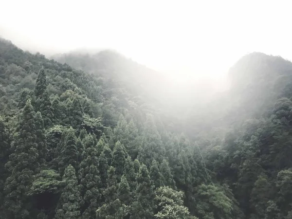 Paisaje Montaña Con Niebla Bosque — Foto de Stock