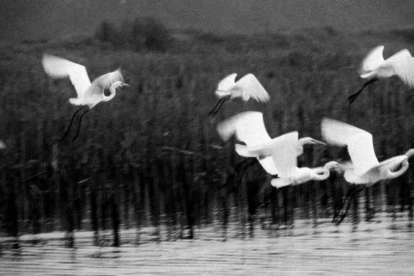 Una Bandada Cisnes Lago — Foto de Stock