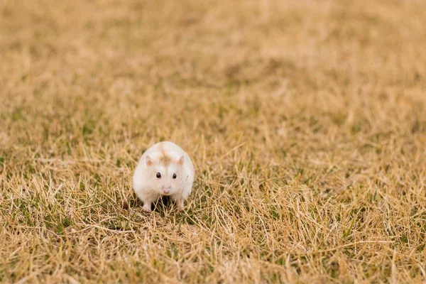 Petit Hamster Blanc Sur Herbe — Photo