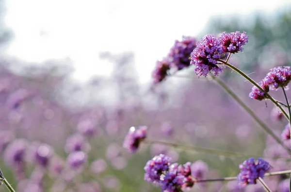 Vista Las Flores Florecientes Belleza Durante Día — Foto de Stock