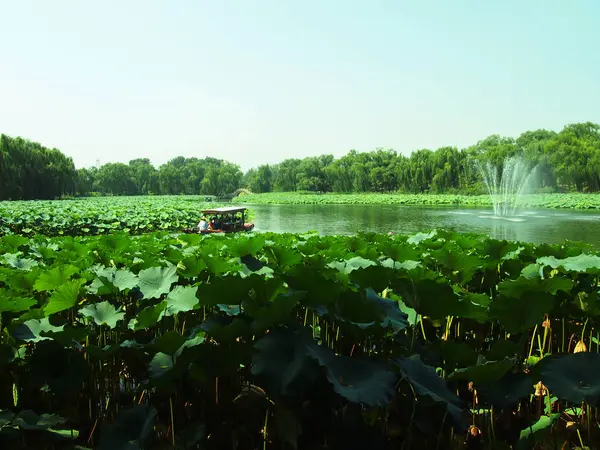 Campo Verde Con Una Pequeña Planta — Foto de Stock