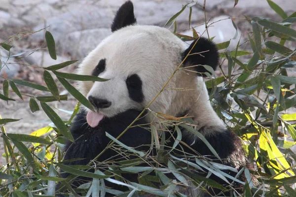 panda bear animal in zoo