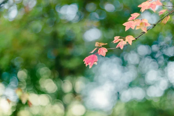 autumn leaves in forest, flora