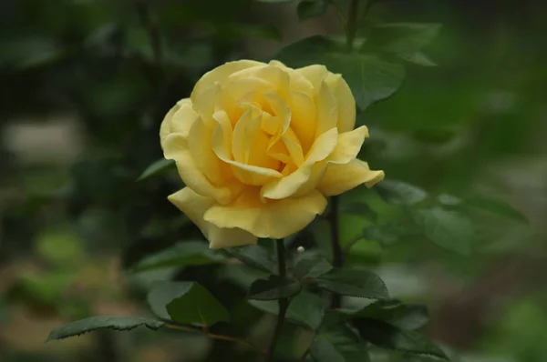 Hermosa Flor Florecen Primavera Cerca — Foto de Stock