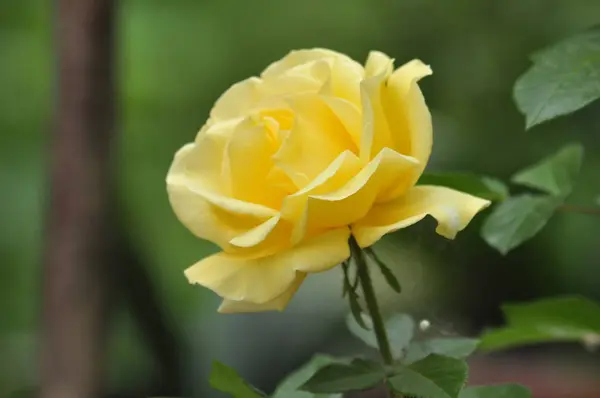Primer Plano Hermosas Flores Rosas Flor — Foto de Stock