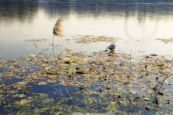 Pájaro Lago — Foto de Stock