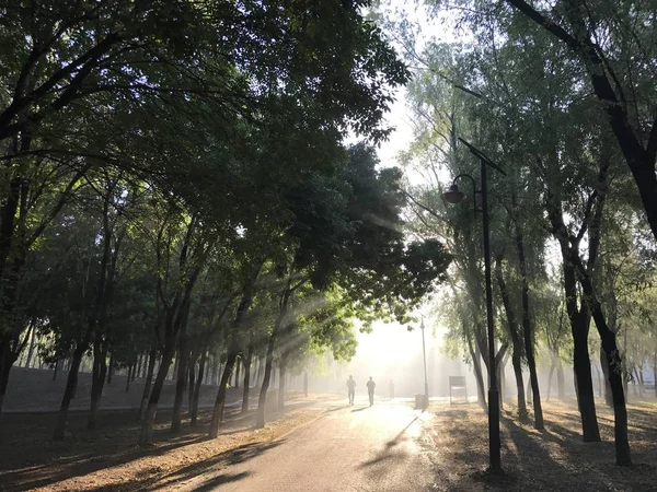 park of the city of trees