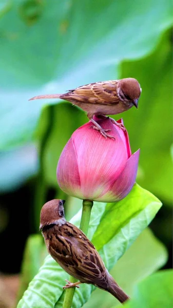 close up of pink flower with birds