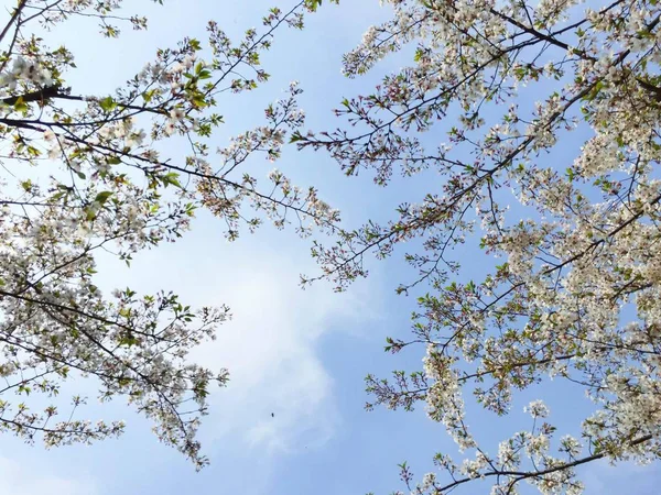 stock image branches of the tree in the sky