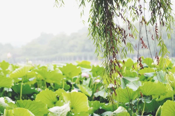 Hermoso Plano Botánico Fondo Pantalla Natural — Foto de Stock