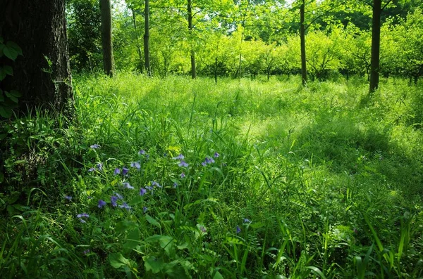 Bosque Verde Por Mañana — Foto de Stock