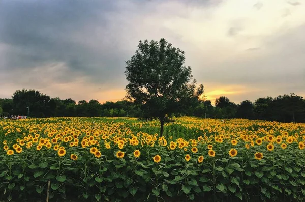 view of  growing sunflowers in the field